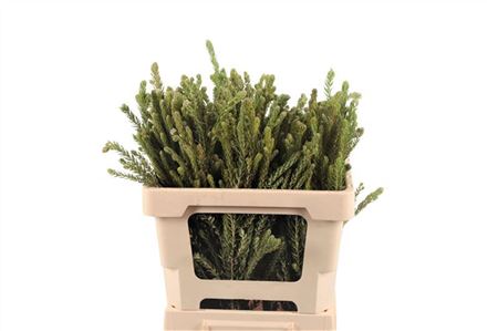 Kaaps Phylica Diosma