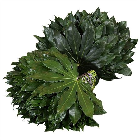 Aralia ARAL