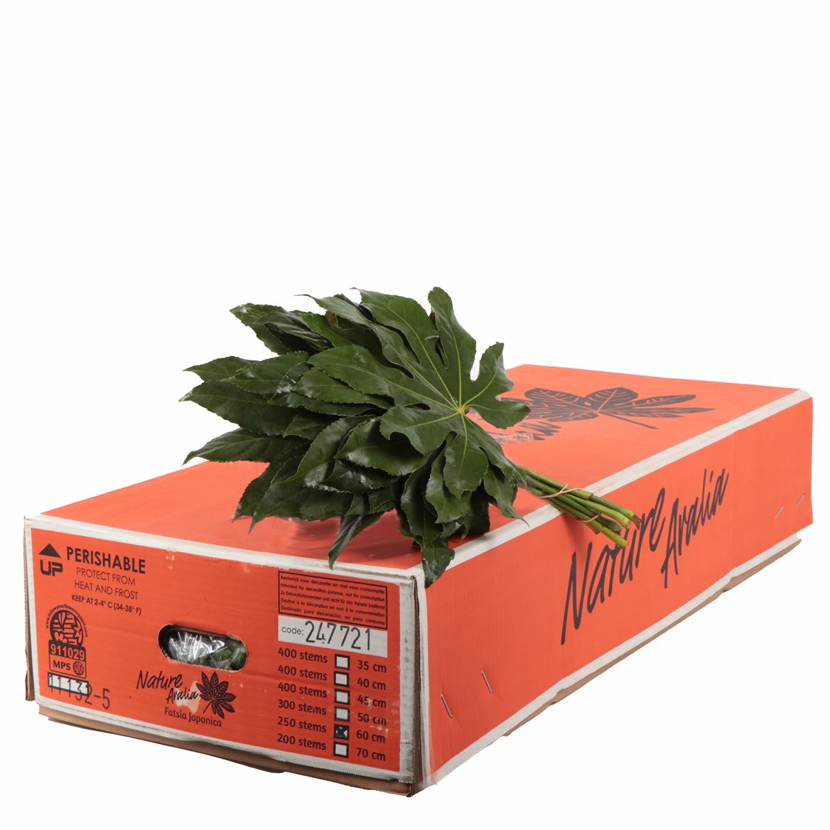Aralia Super 60cm