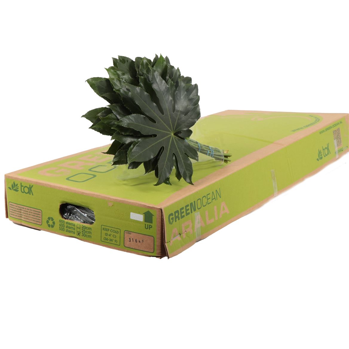 Aralia Super 30cm