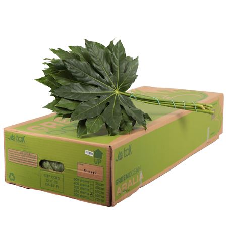 Aralia ARAL