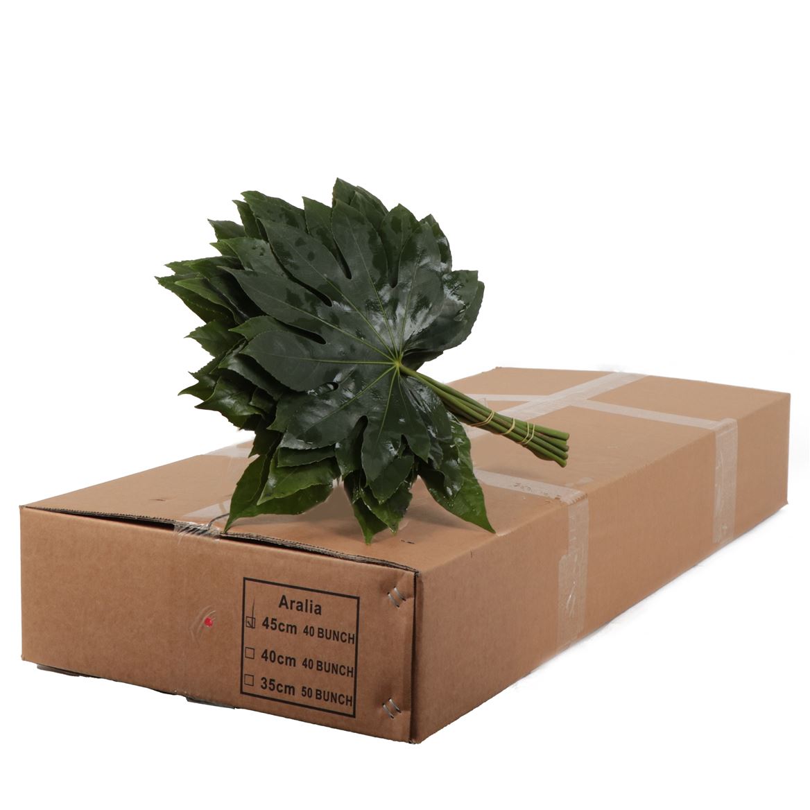 Aralia Super 45cm