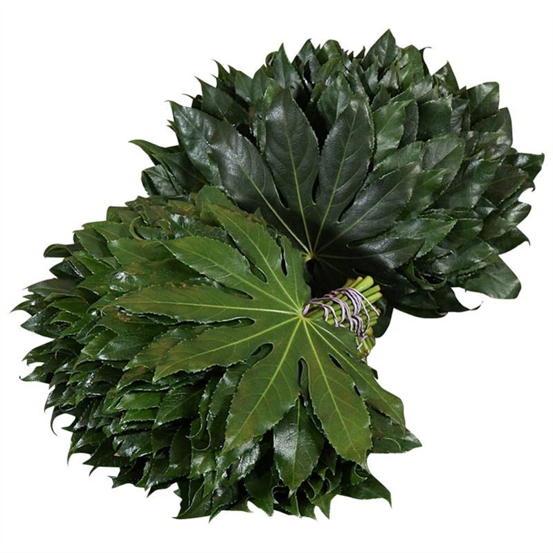 Aralia Super 20cm
