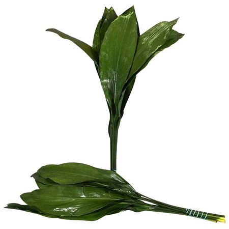 Aspidistra Eliator 80cm