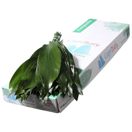 Aspidistra Eliator 70cm