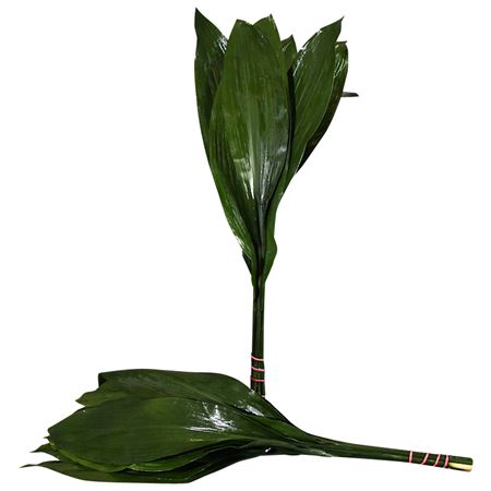 Aspidistra Eliator 90cm