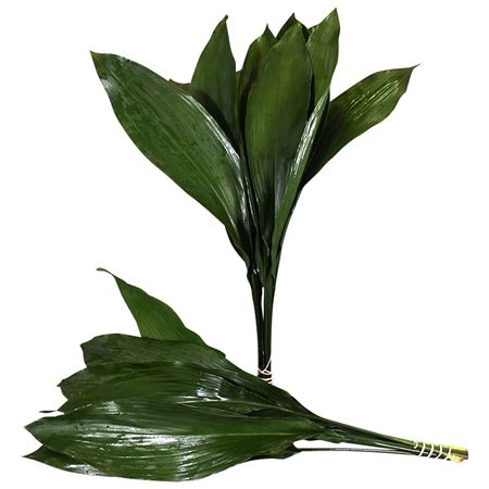 Aspidistra Eliator 60cm