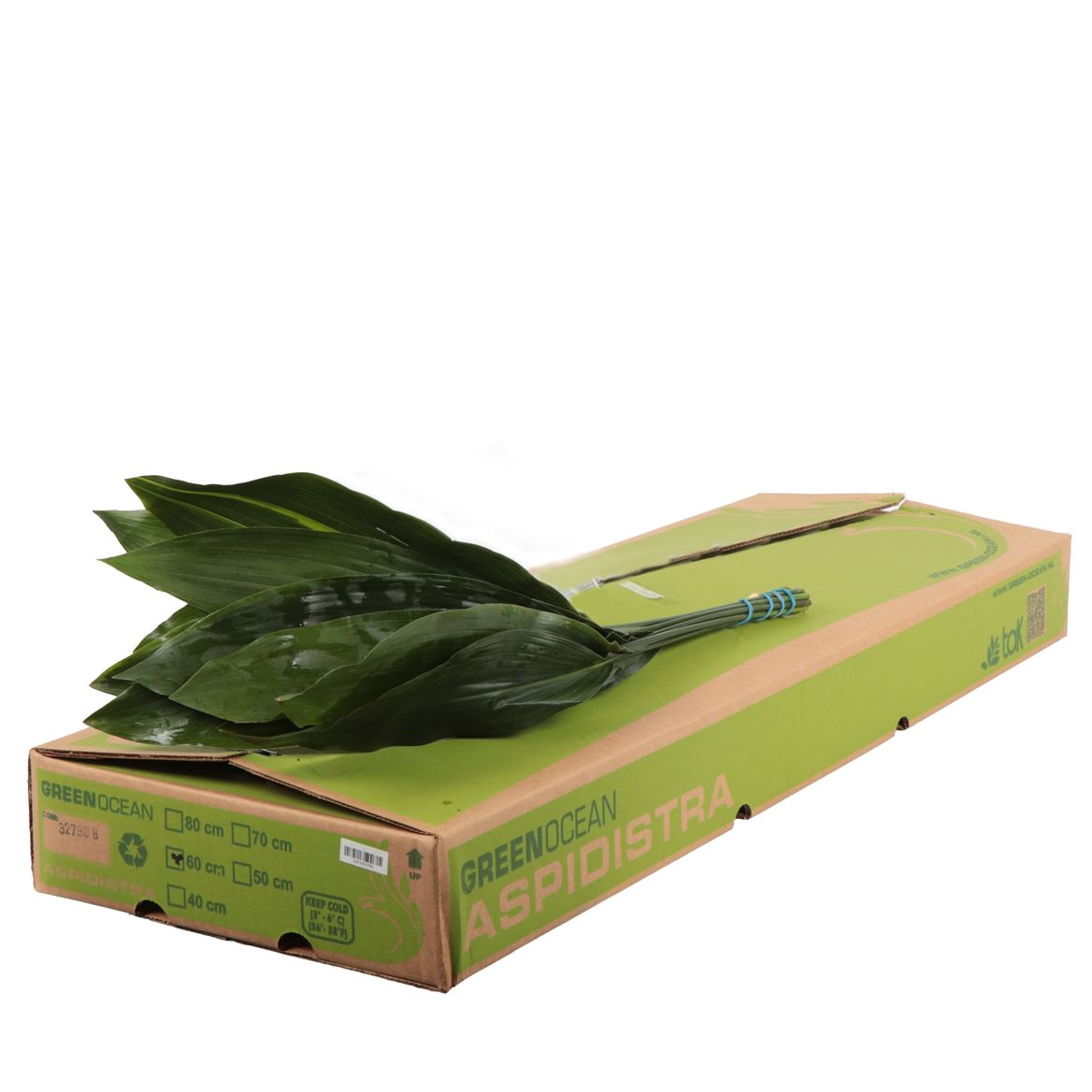 Aspidistra Eliator 60cm