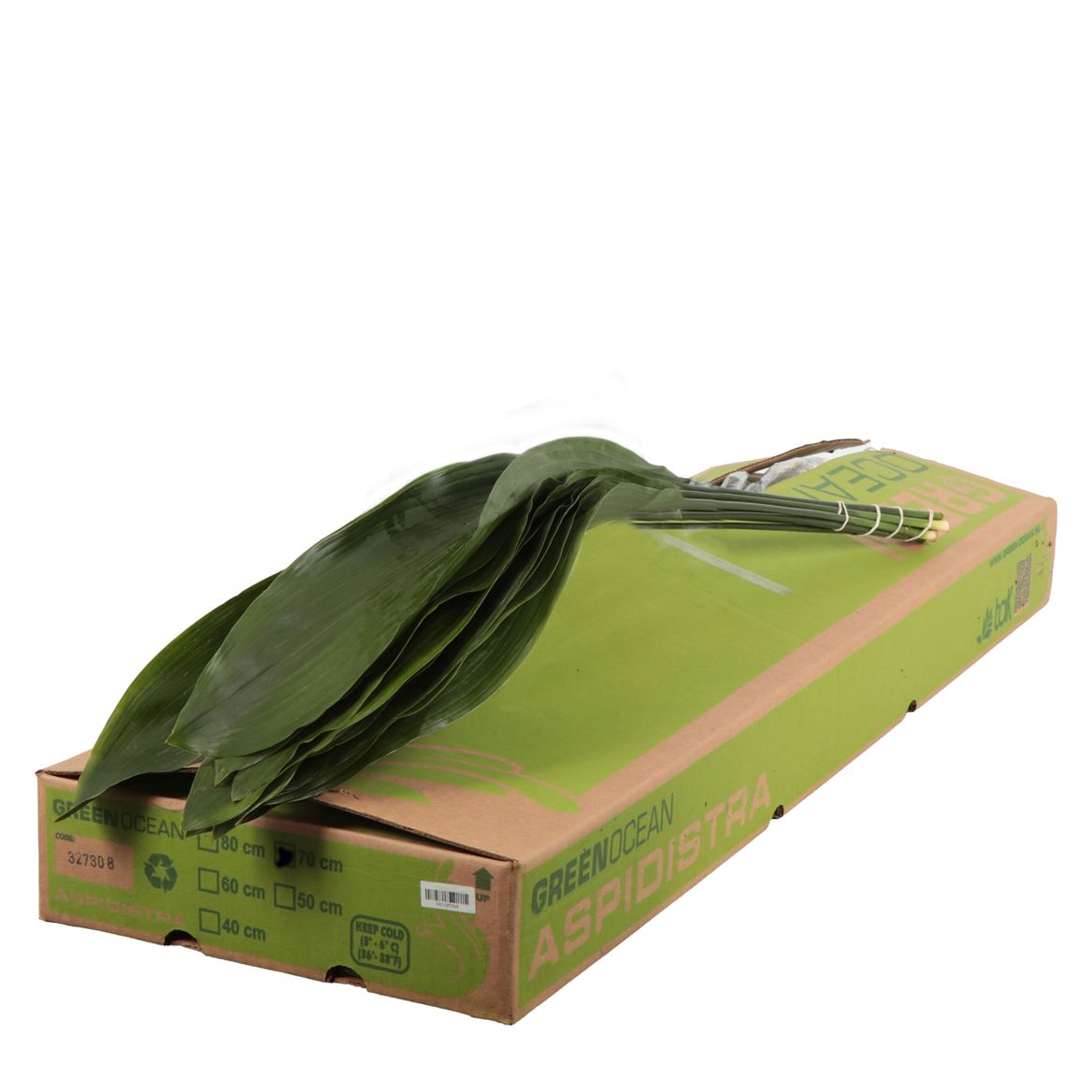 Aspidistra Eliator 70cm
