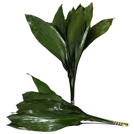 Aspidistra Eliator 60cm