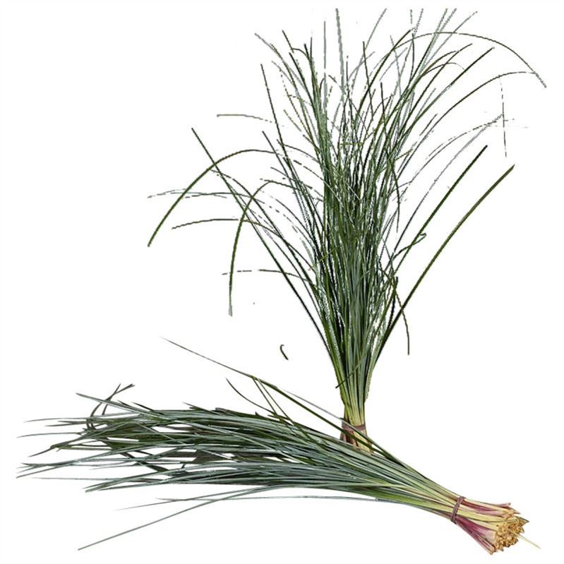 Beargras Per Bunch