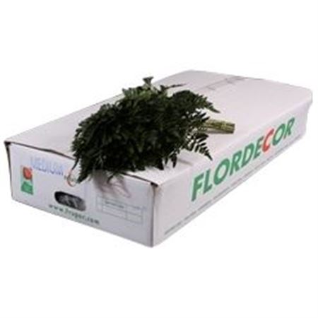 Leatherleaf Large