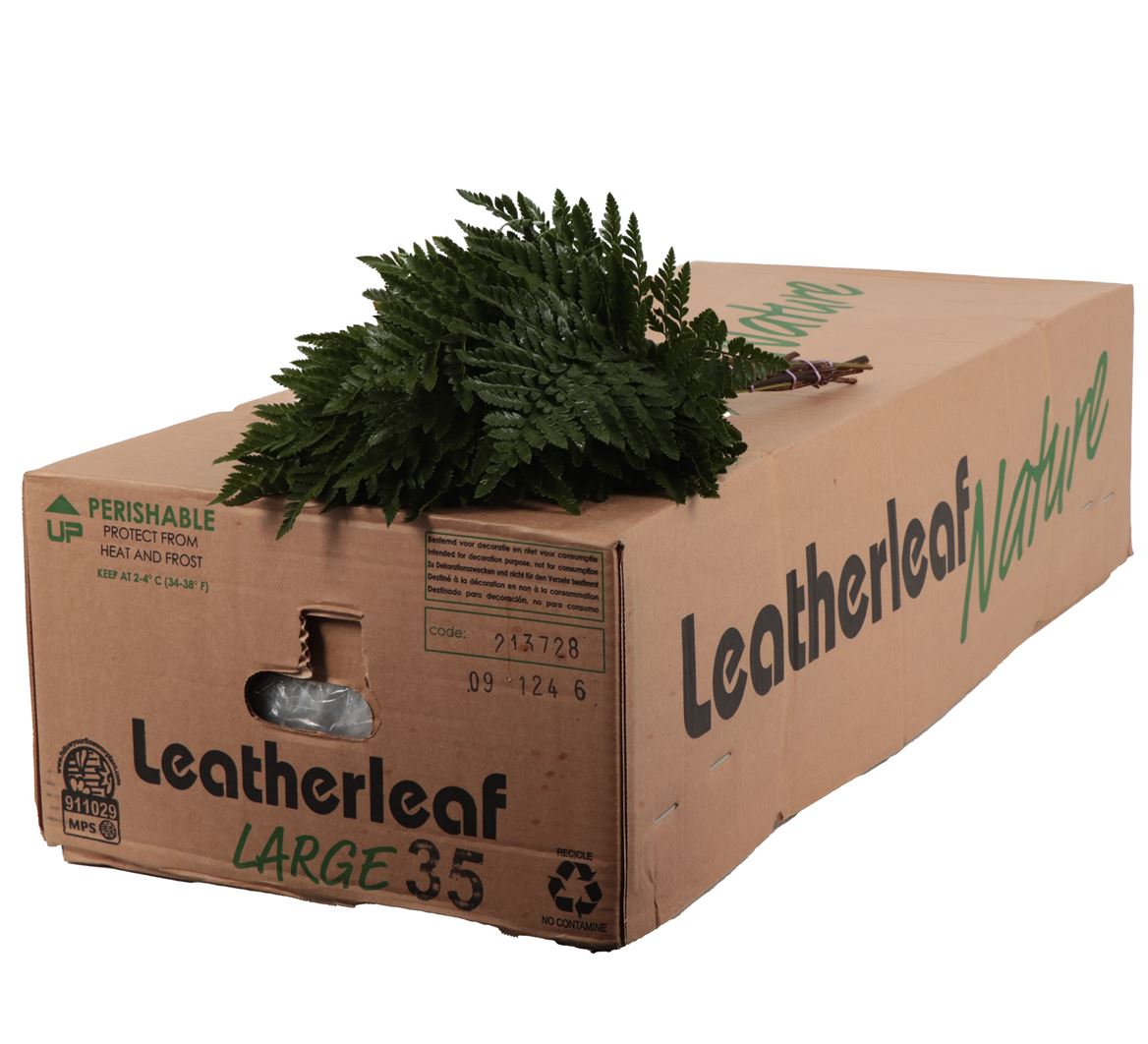 Leatherleaf Large