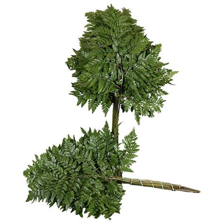 Leatherleaf Large