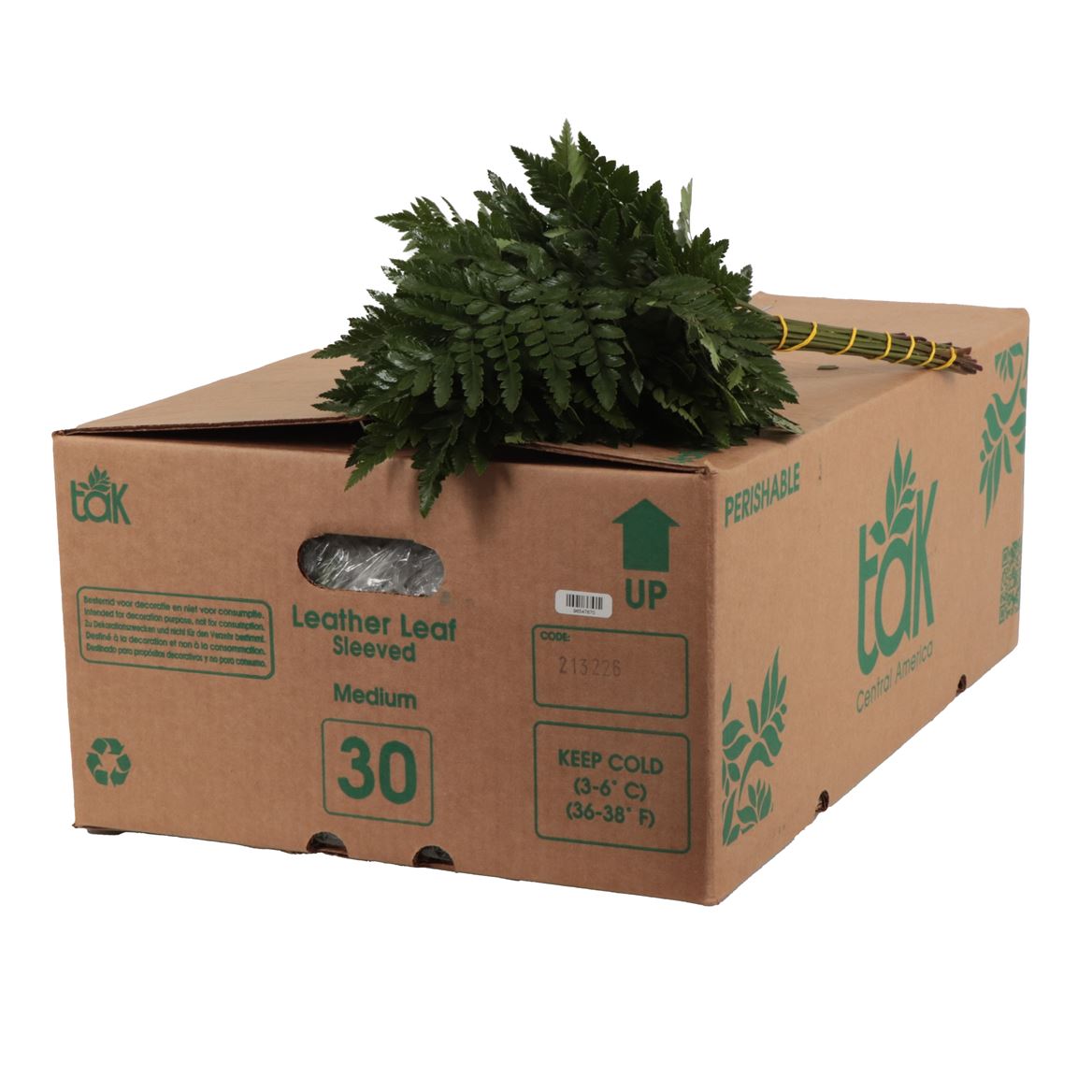 Leatherleaf Medium Per Bunch