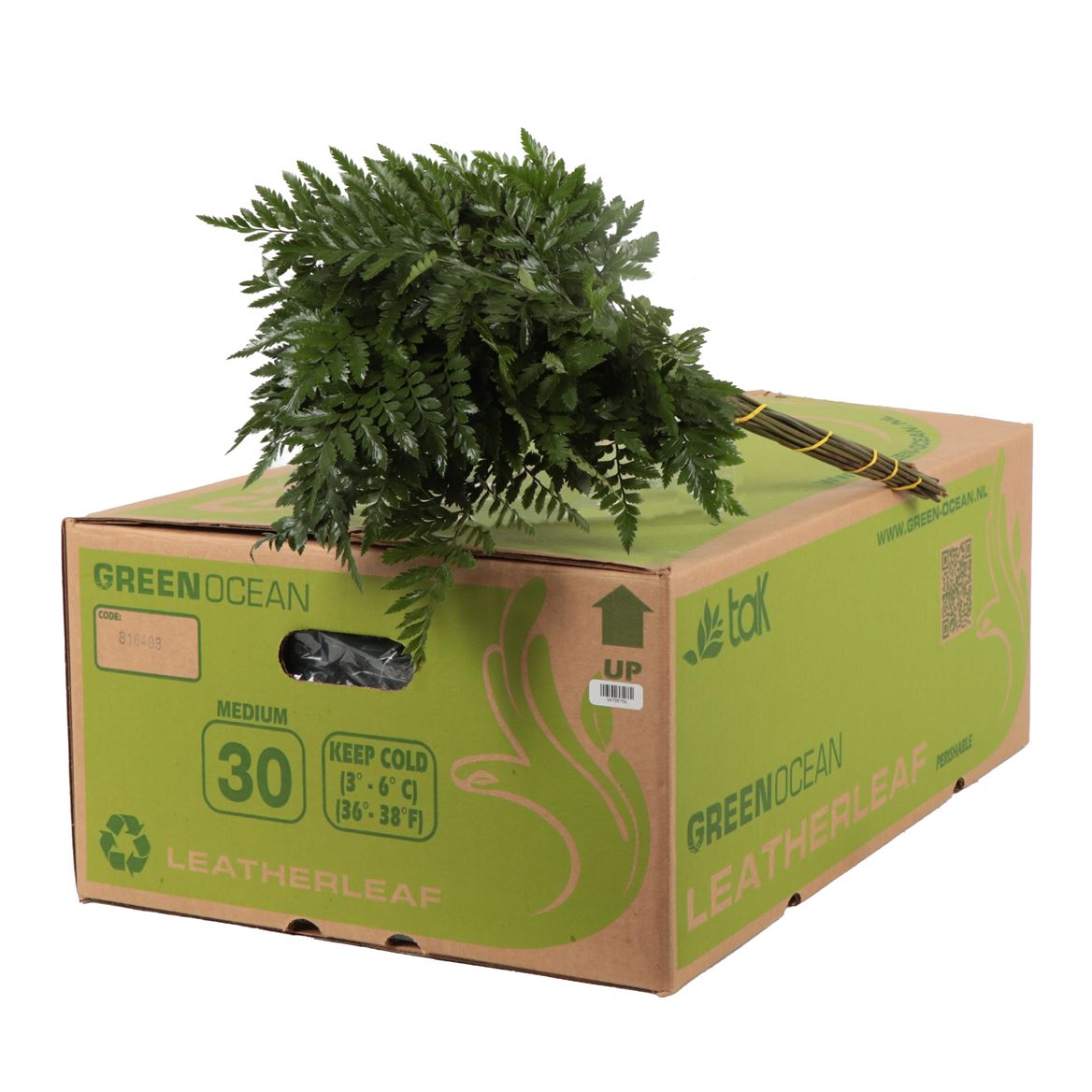 Leatherleaf Medium Per Bunch