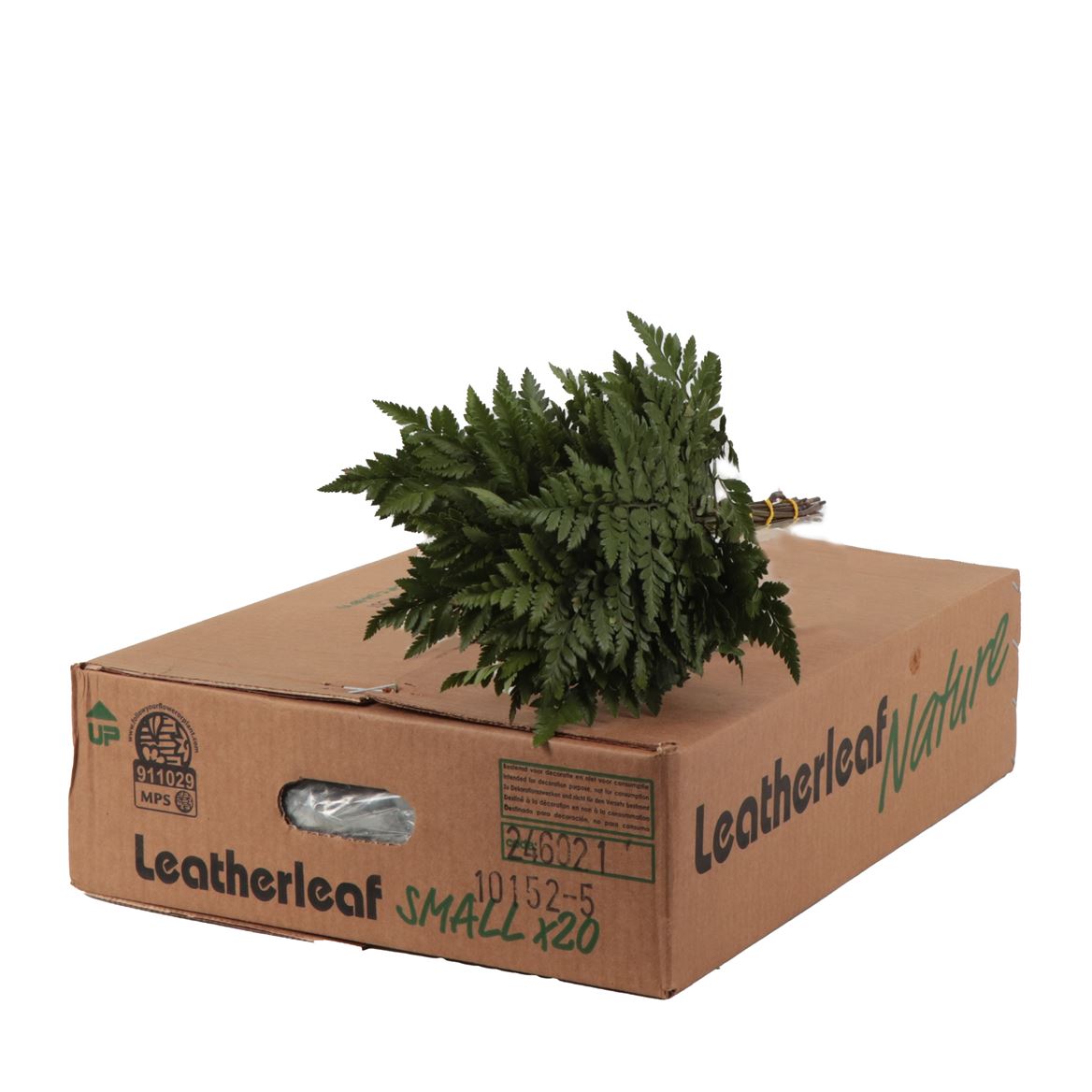 Leatherleaf Small