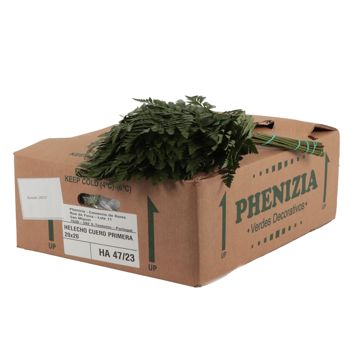 Leatherleaf Small