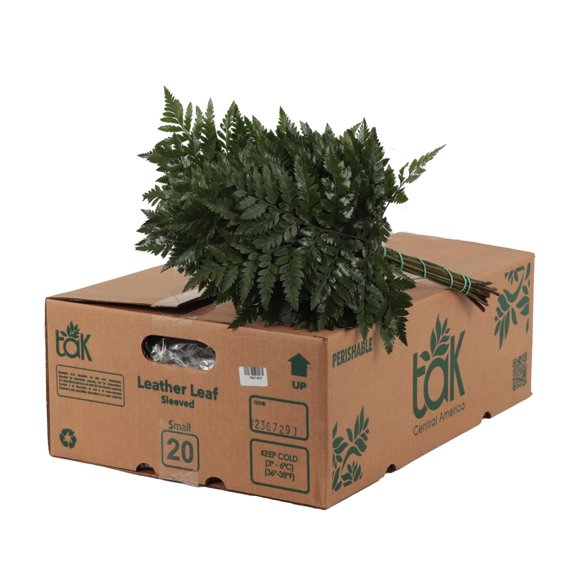 Leatherleaf Small