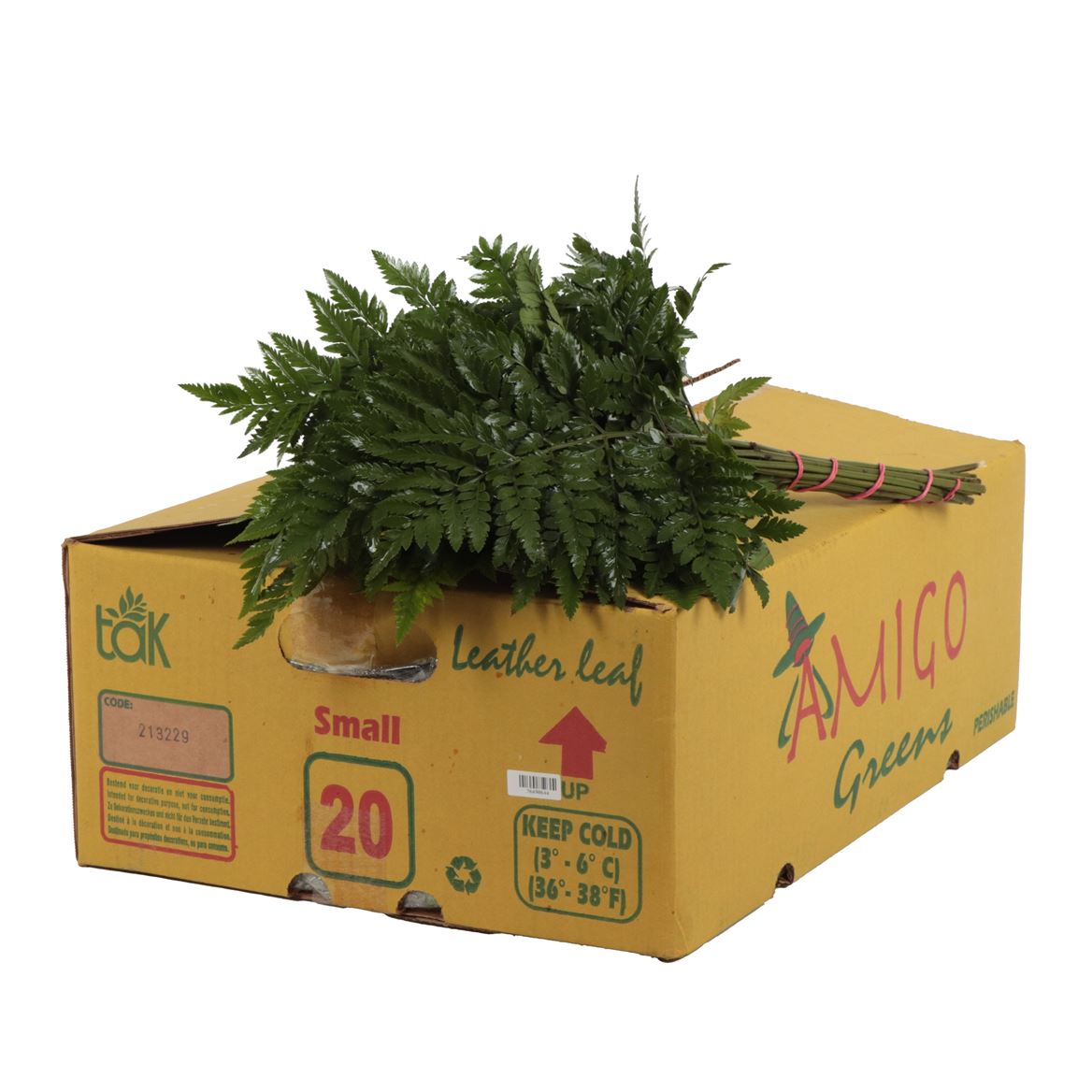 Leatherleaf Small