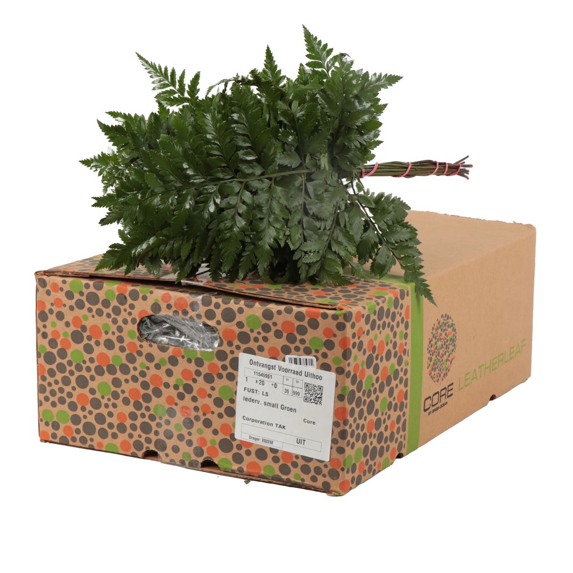Leatherleaf Small