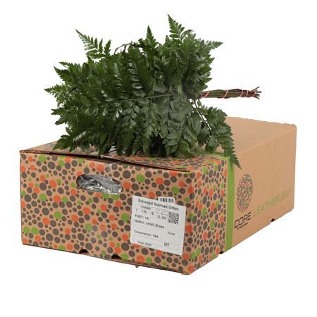 Leatherleaf Small