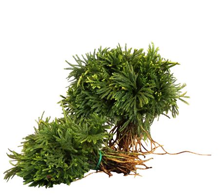 Green 20cm
