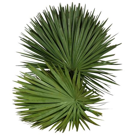 Chamaedorea Palmleaves 85cm