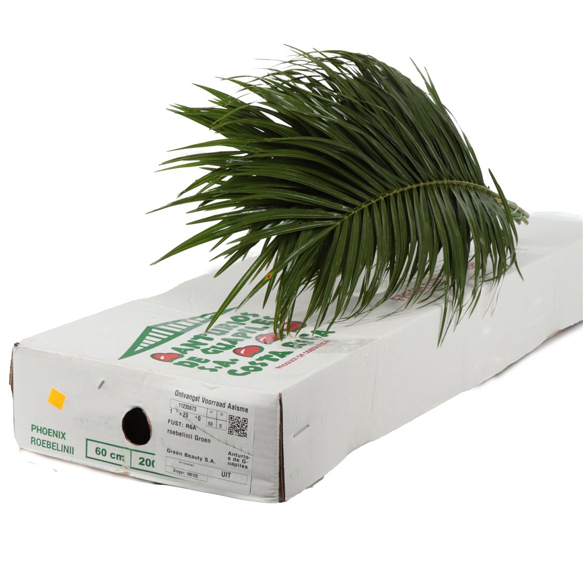 Phoenix Roebelini L.6 Jmp 60cm