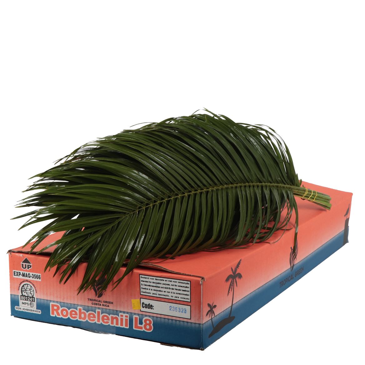 Phoenix Roebelini L.6 Jmp 80cm