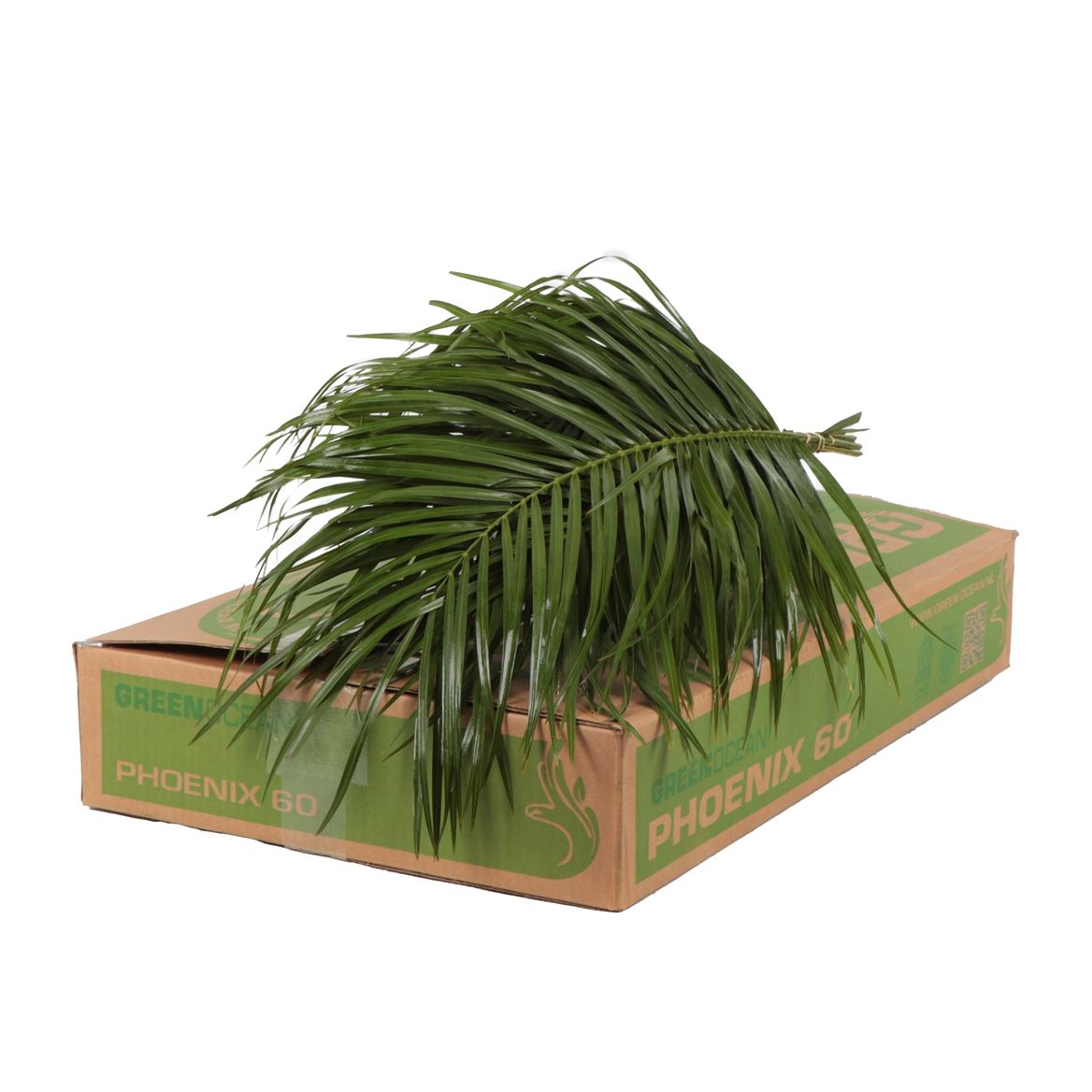 Phoenix Roebelini L.6 Jmp 60cm