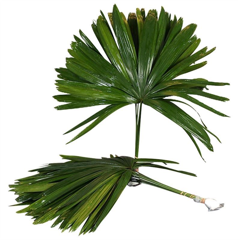 Chamaerops Leaves 60cm
