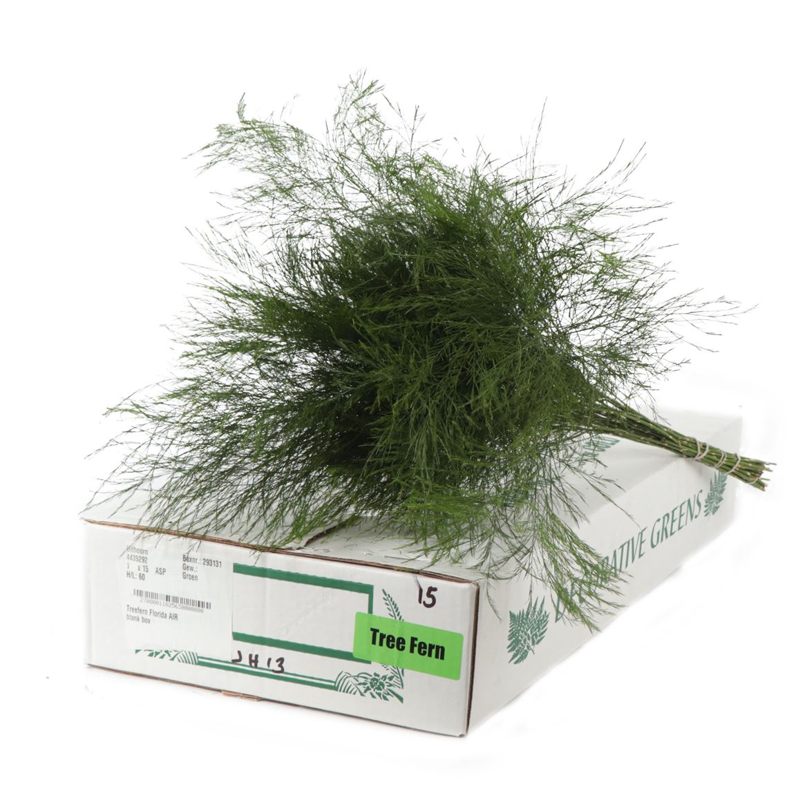 Asparagus Virgatus Per Bunch 60cm