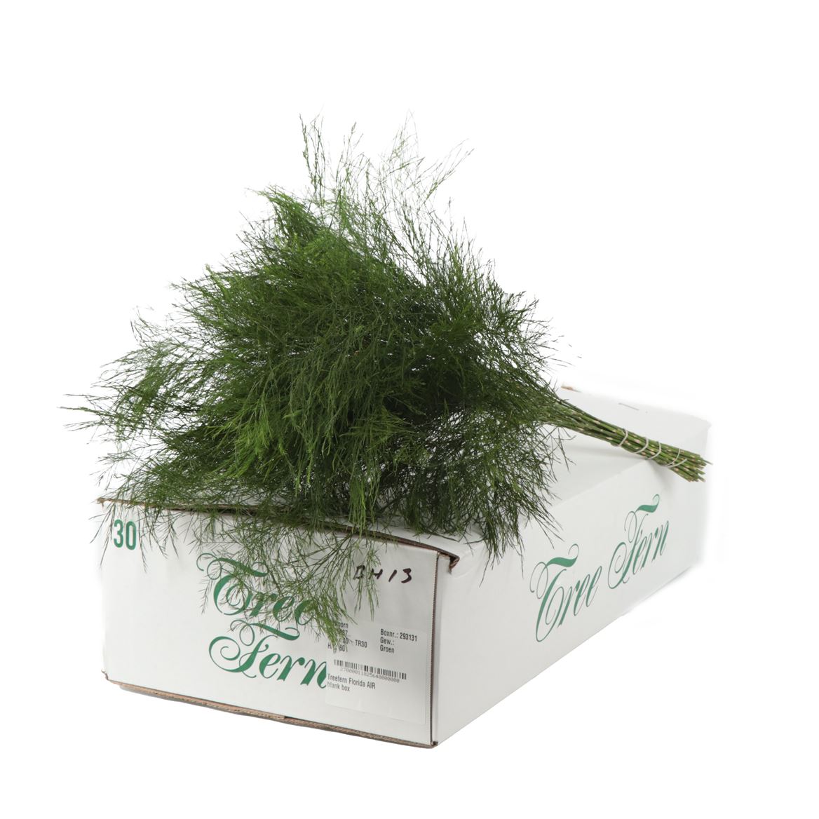 Asparagus Virgatus Per Bunch 60cm