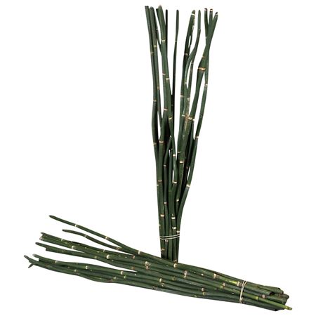 Equisetum Rush Bs