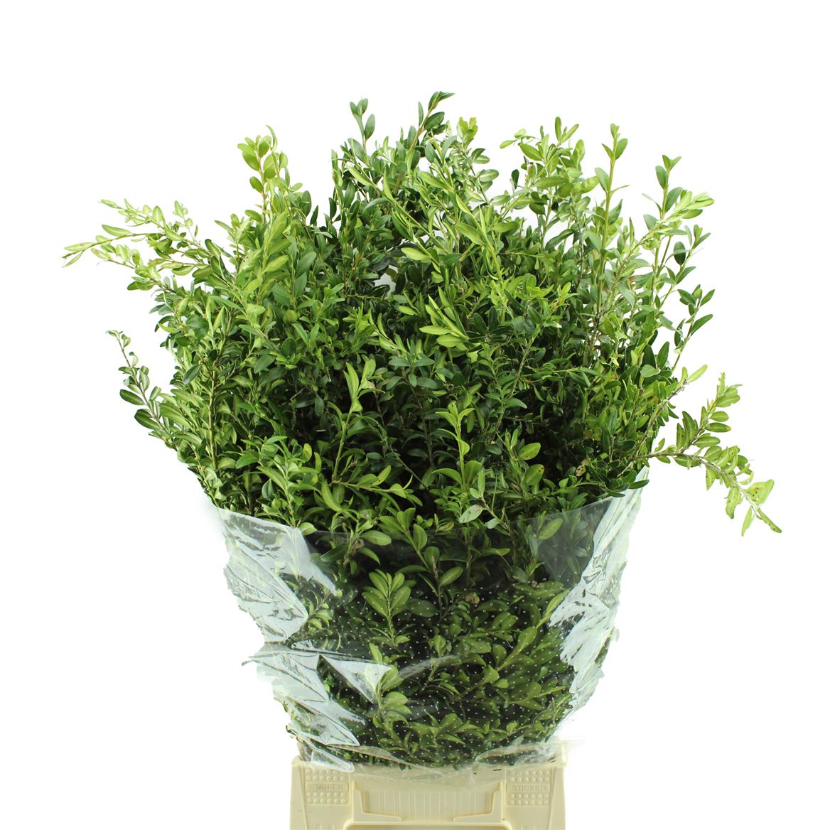 Buxus Per Bunch 60cm 300gram