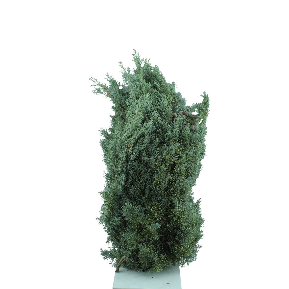 Cupres Sempervirens