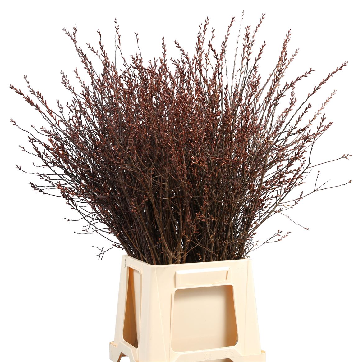 Myrica Gale 60cm