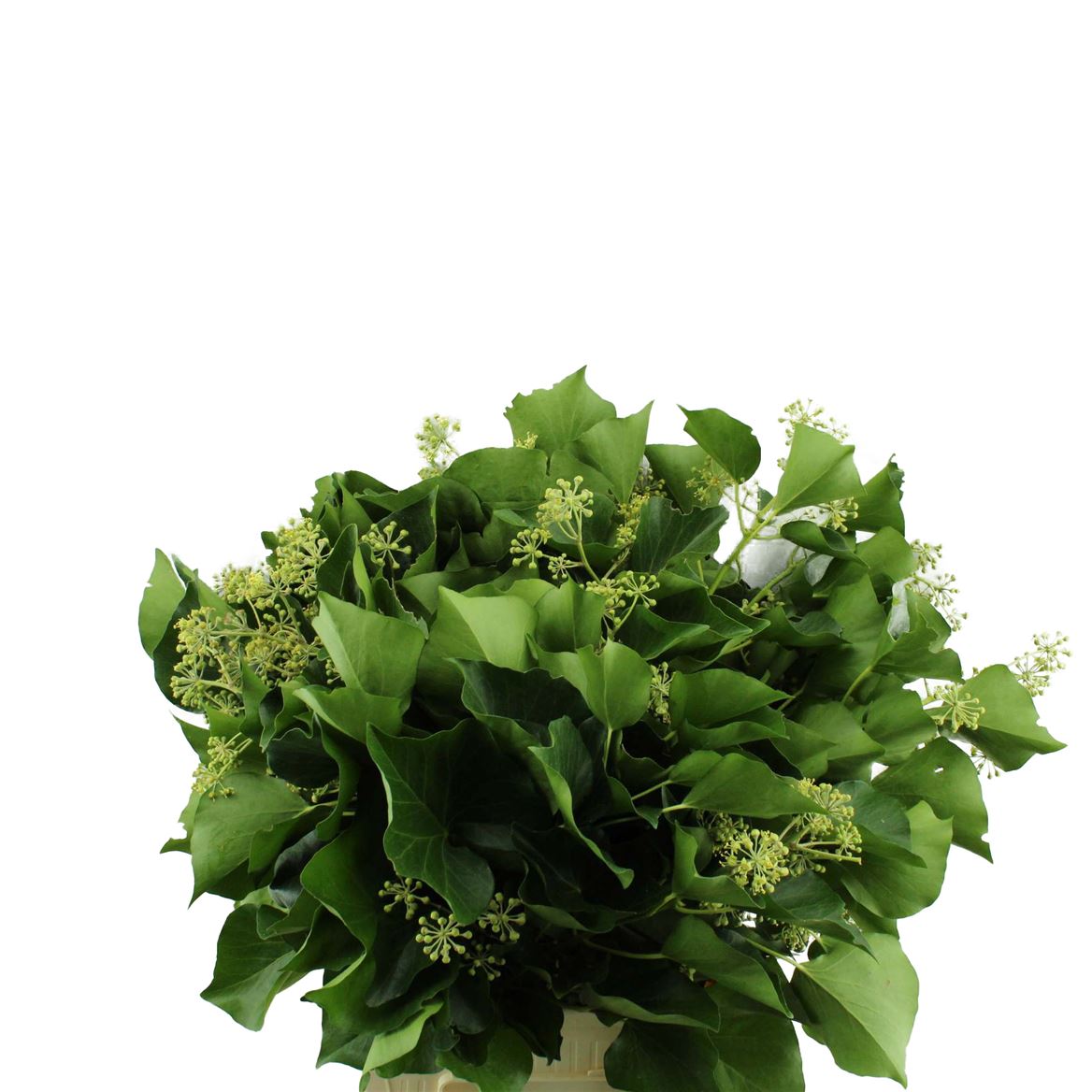 Hedera 50cm 300gram