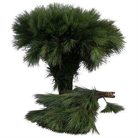 Pinus Strobus