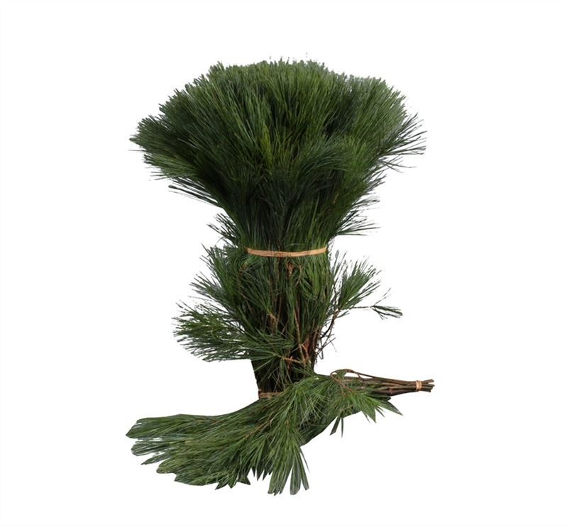 Pinus Strobus