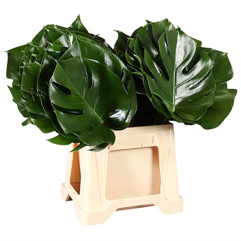 Monstera 50cm