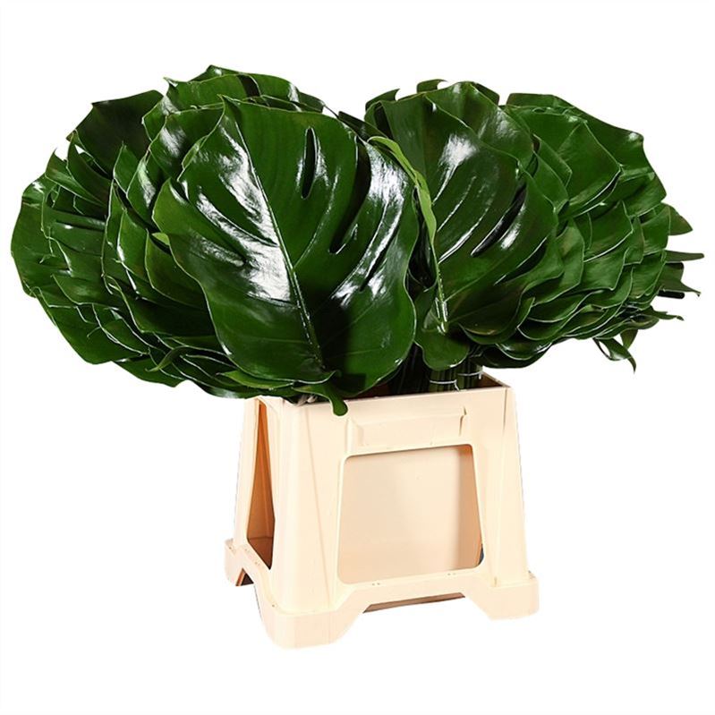 Monstera 60cm