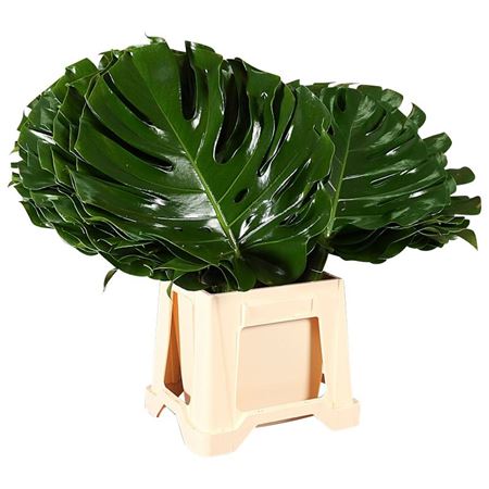 Monstera 70cm