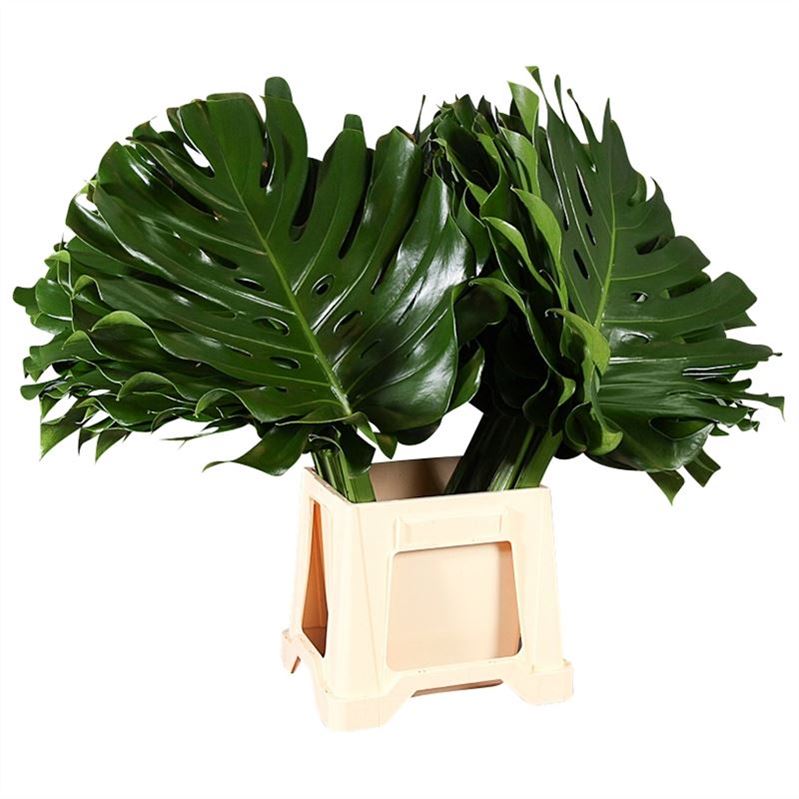 Monstera 80cm