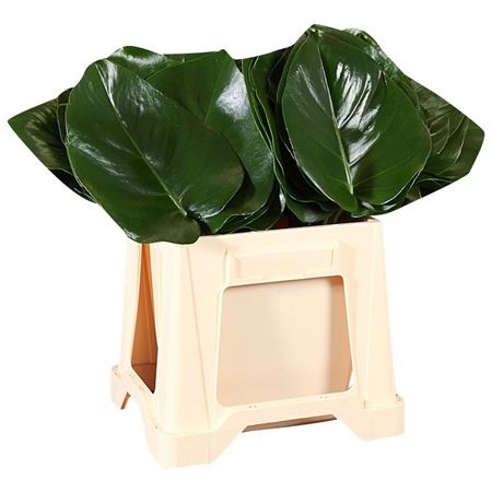 Monstera 45cm