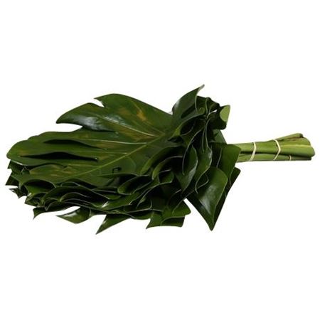 Monstera 65cm