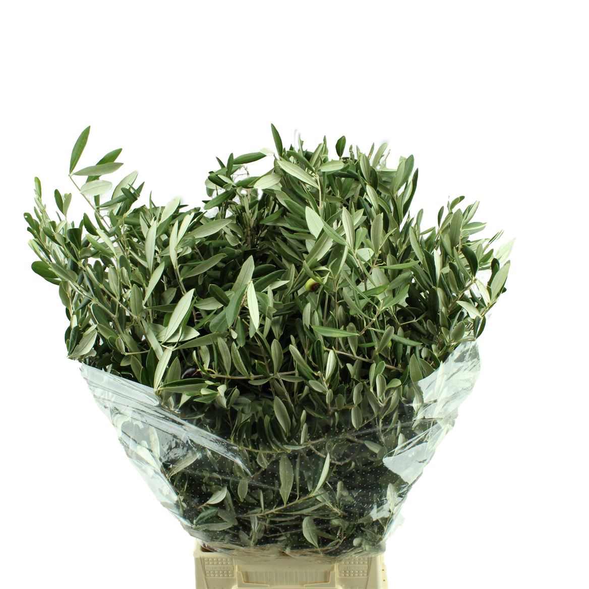 Olea Europaea Per Bunch 60cm 300gram