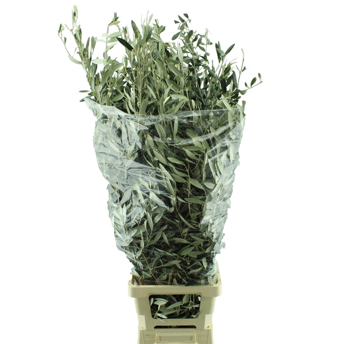 Olea Europaea Per Bunch 100cm 400gram