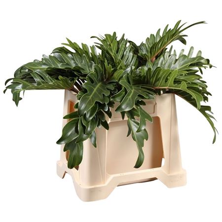 Monstera Xanadu 52cm